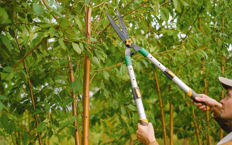 Tree trimming in Altheimer, AR