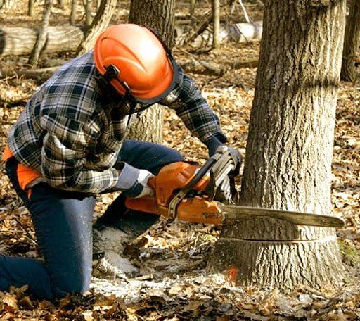 Tree Removal in Altheimer, AR